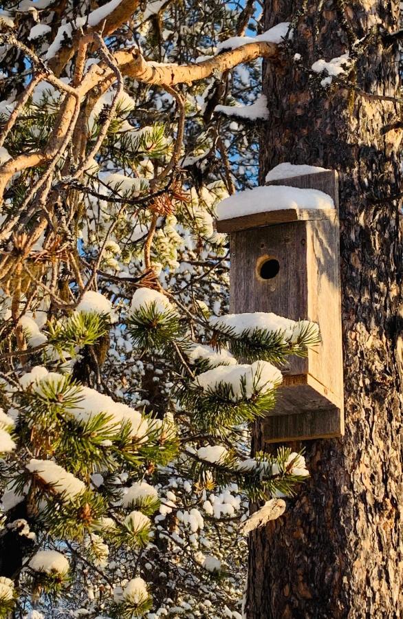 Off-Grid Cabin In Nattavaara Lapland Exterior foto